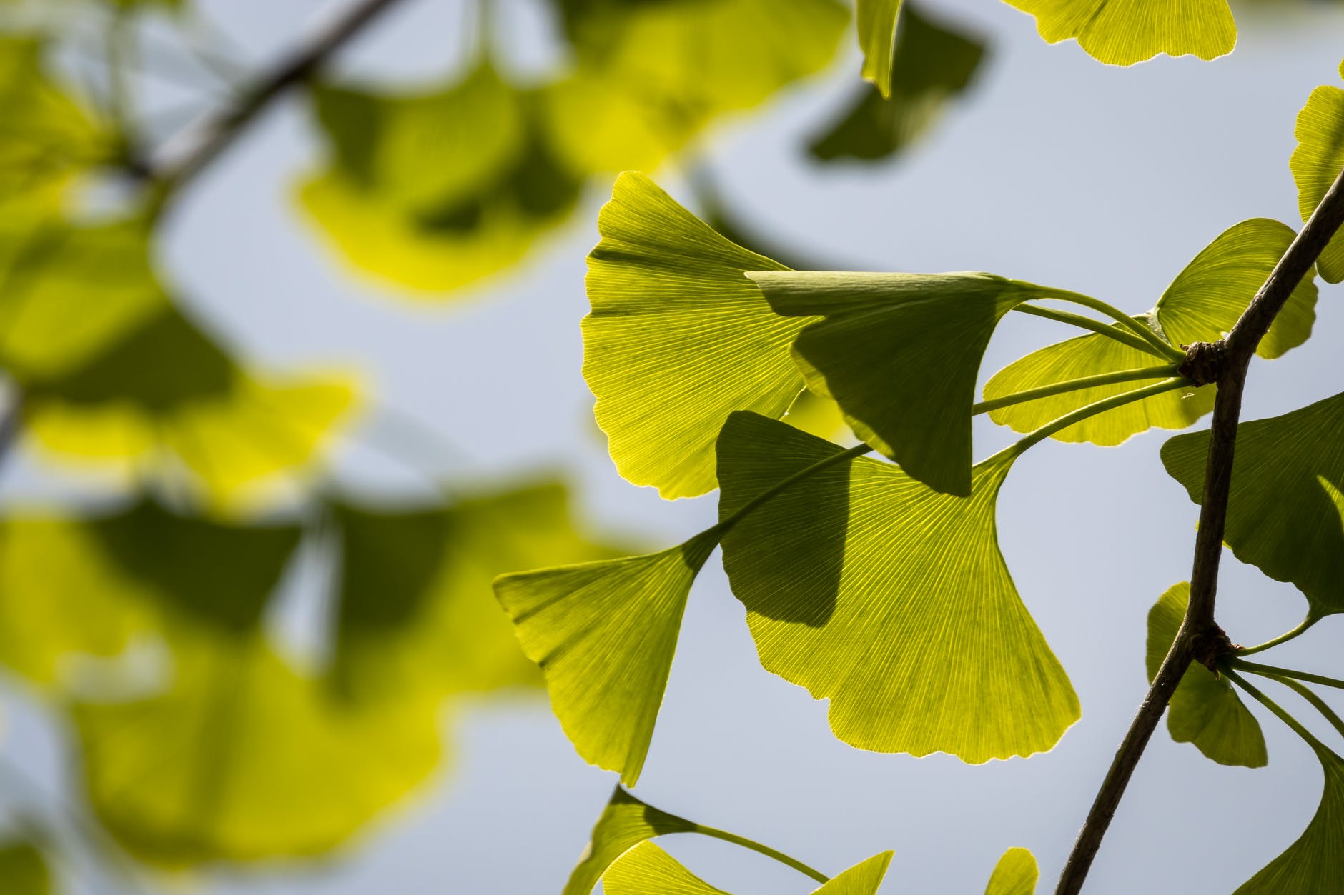 Simple Guide To Ginkgo Biloba Dosage And Possible Side Effects